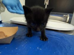Shelter Stray Male Cat last seen Exchanged in Times Square, NEW YORK, NY, 10029, 326 E 110th St, New York, NY 10029, USA