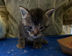 Shelter Stray Male Cat last seen Exchanged in Times Square, NEW YORK, NY, 10029, 326 E 110th St, New York, NY 10029, USA