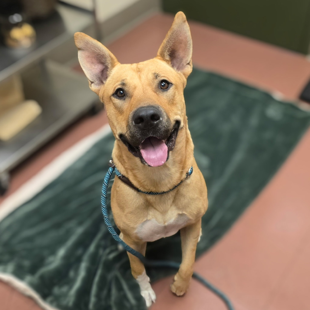 Shelter Stray Male Dog last seen Murdell Ln/Pearl Dr, LIVERMORE, CA, 94550, 8323 Baldwin St, Oakland, CA 94621, USA