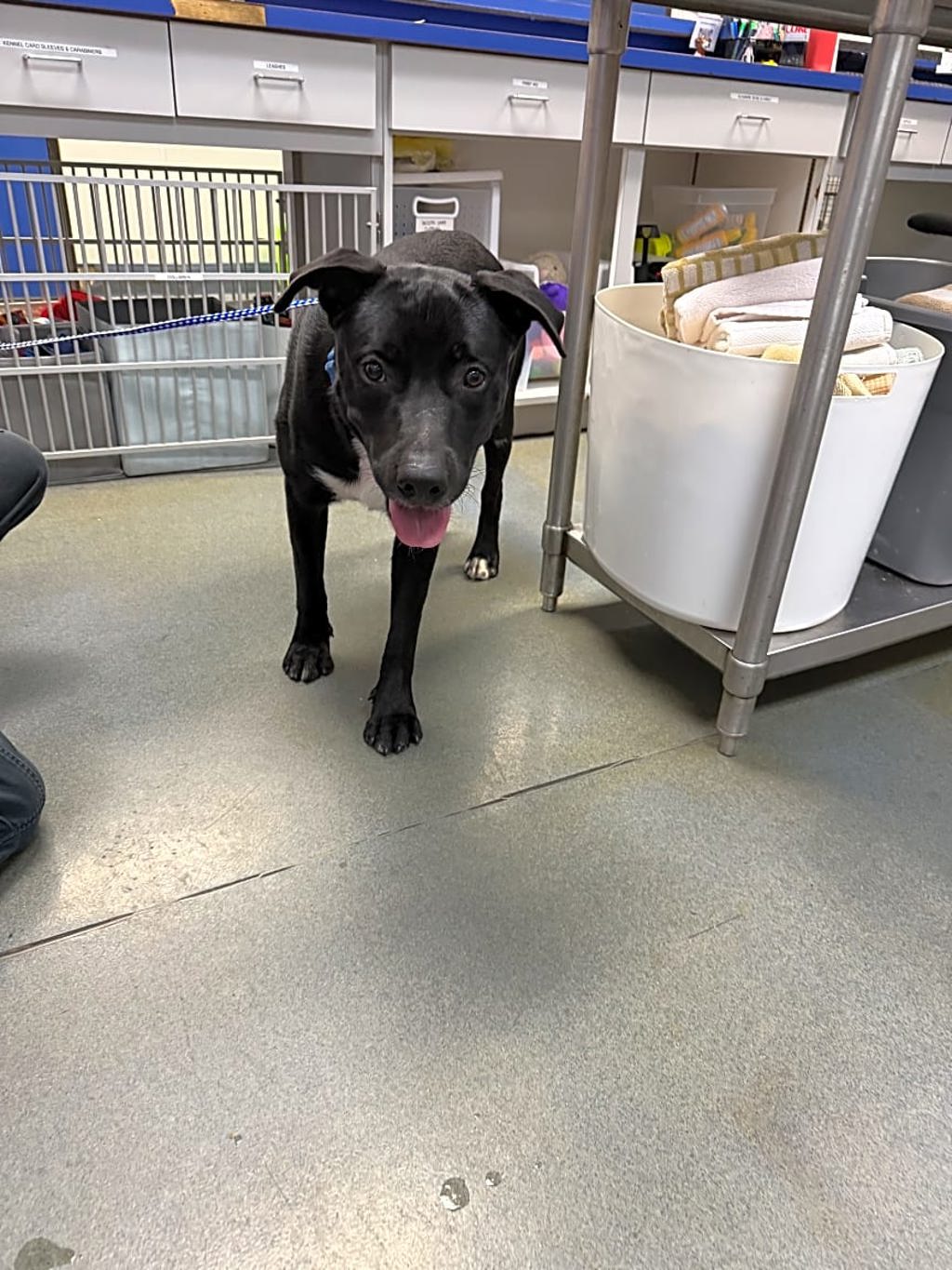 Shelter Stray Male Dog last seen Near Nuckols Crossing Road, AUSTIN, TX, 78744, 7201 Levander Loop bldg a, Austin, TX 78702, USA