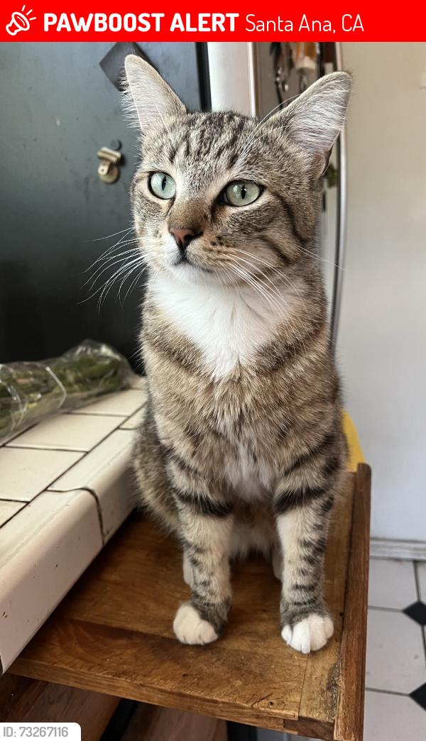 Lost Male Cat last seen Newhope and Westminster, Santa Ana, CA 92703