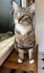 Lost Male Cat last seen Newhope and Westminster, Santa Ana, CA 92703