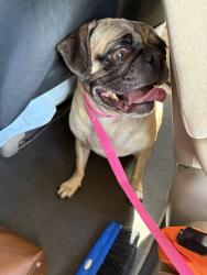 Reunited Male Dog last seen Basswood Blvd, Fort Worth, TX, USA, Fort Worth, TX 76137