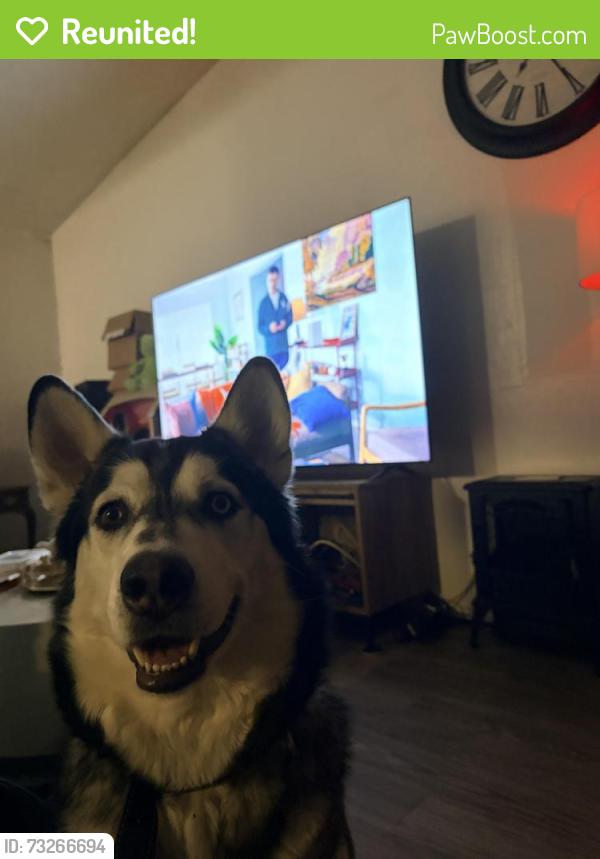 Reunited Male Dog last seen Near Chelsea ln Plano tx, Plano, TX 75074