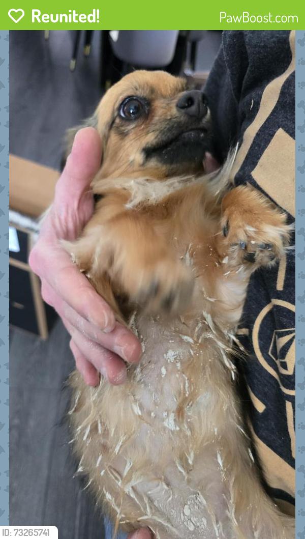 Reunited Female Dog last seen Grove and Rorary, Richardson, TX 75081