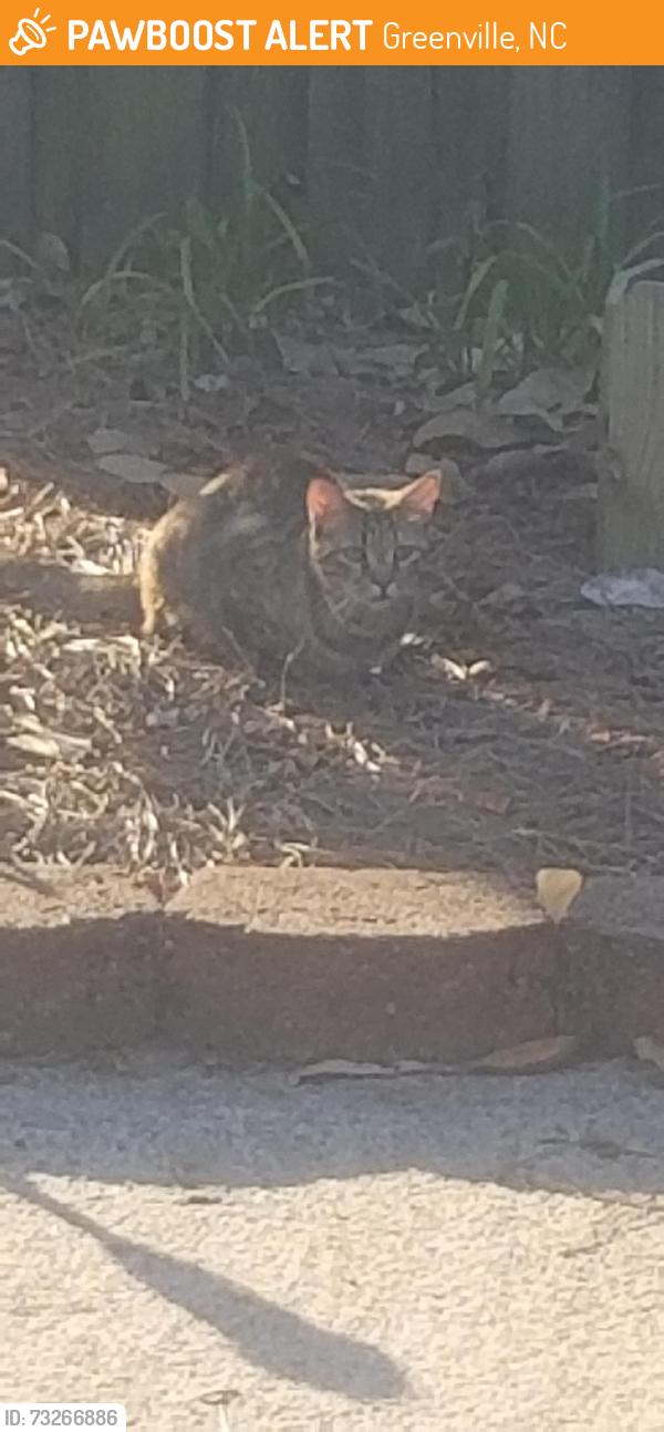 Found/Stray Unknown Cat last seen Club pines and ironwood, Greenville, NC 27834