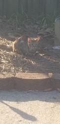 Found/Stray Unknown Cat last seen Club pines and ironwood, Greenville, NC 27834