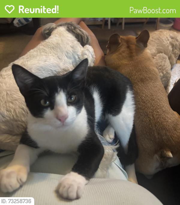 Reunited Male Cat last seen Jamul, Jamul, CA 91935