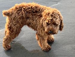 Lost Male Dog last seen Lake Barcroft, Falls Church, VA 22041