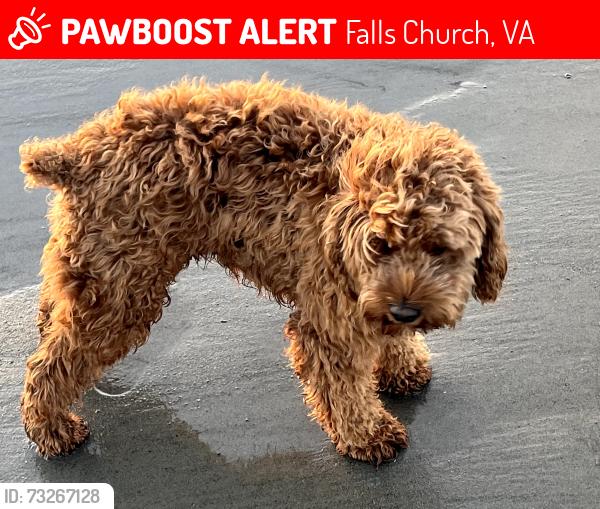 Lost Male Dog last seen Lake Barcroft, Falls Church, VA 22041