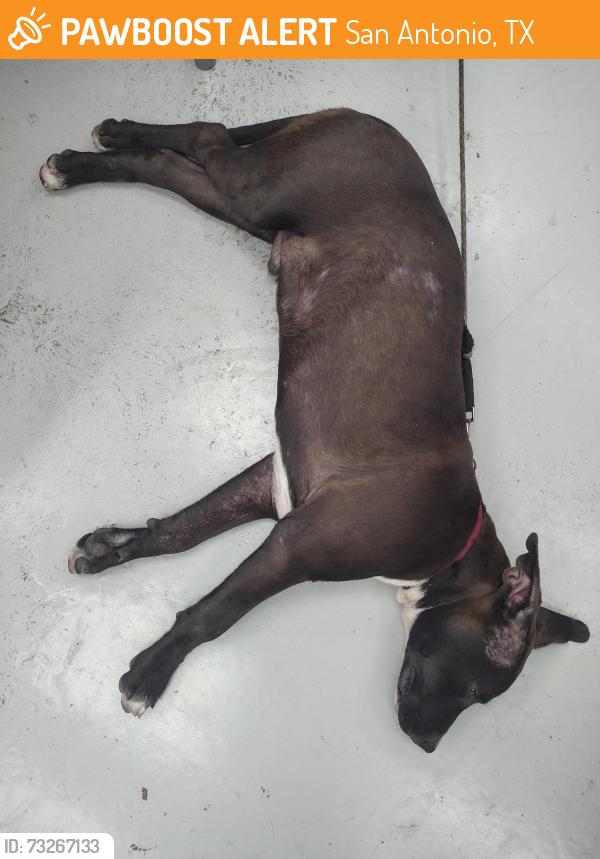 Found/Stray Male Dog last seen Napa Warehouse, San Antonio, TX 78218