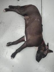 Found/Stray Male Dog last seen Napa Warehouse, San Antonio, TX 78218