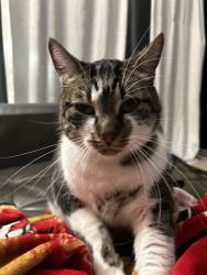 Lost Male Cat last seen Chestnut & Central, Alameda, CA 94501