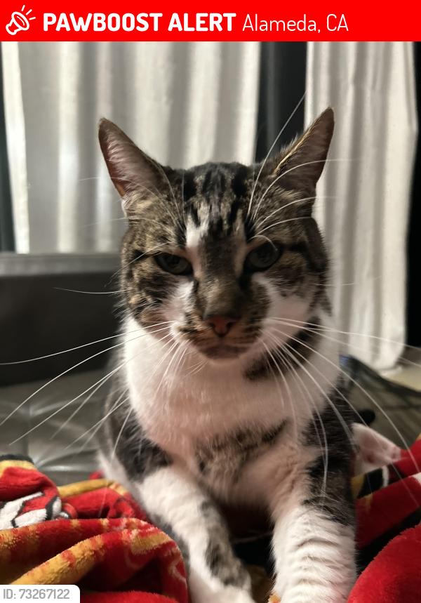 Lost Male Cat last seen Chestnut & Central, Alameda, CA 94501