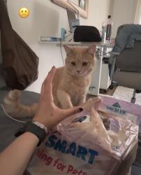 Lost Male Cat last seen Stone ridge, Stone Ridge, VA 20105