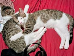 Reunited Male Cat last seen Near fossil Dr haltom City tx 76117, Haltom City, TX 76117