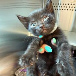 Shelter Stray Male Cat last seen , 3428 S Jenkins Ave, Norman, OK 73072, USA