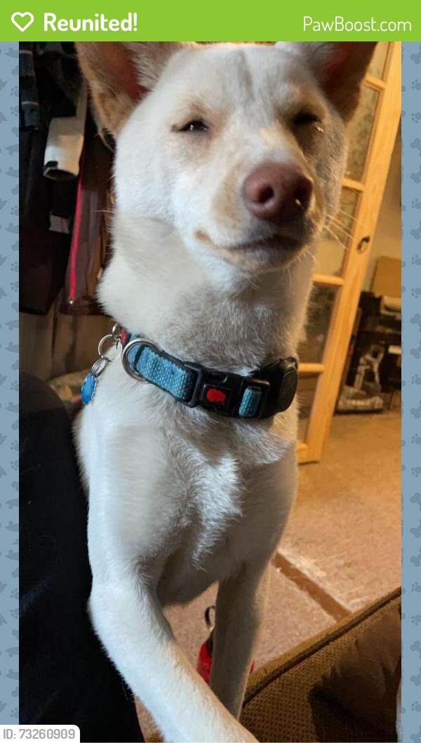 Reunited Male Dog last seen Broadway and Second Ave, Denver, CO 80203