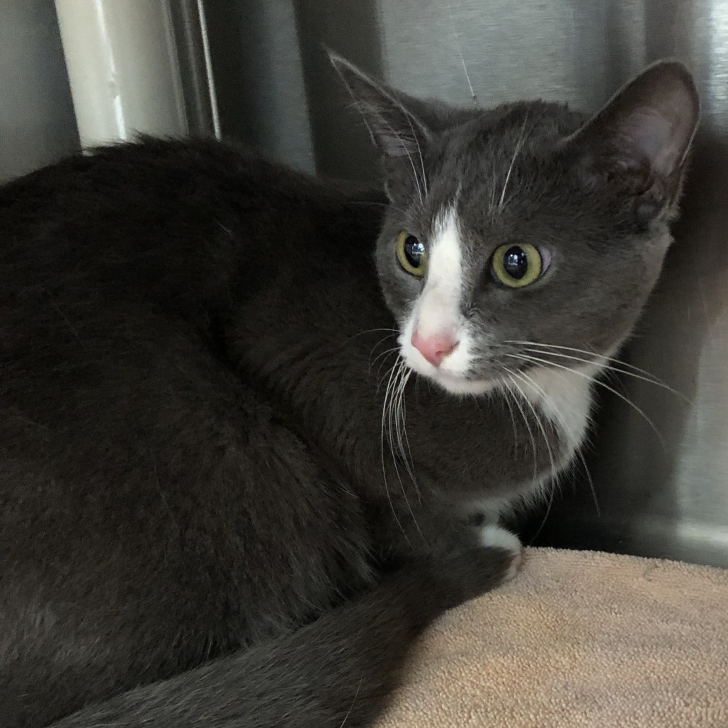 Shelter Stray Female Cat last seen , 1013 Garfield St, Oak Park, IL 60304, USA