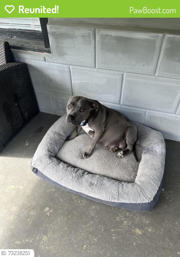 Reunited Female Dog last seen Near 7th avenue fultondale, AL 35068, Fultondale, AL 35068