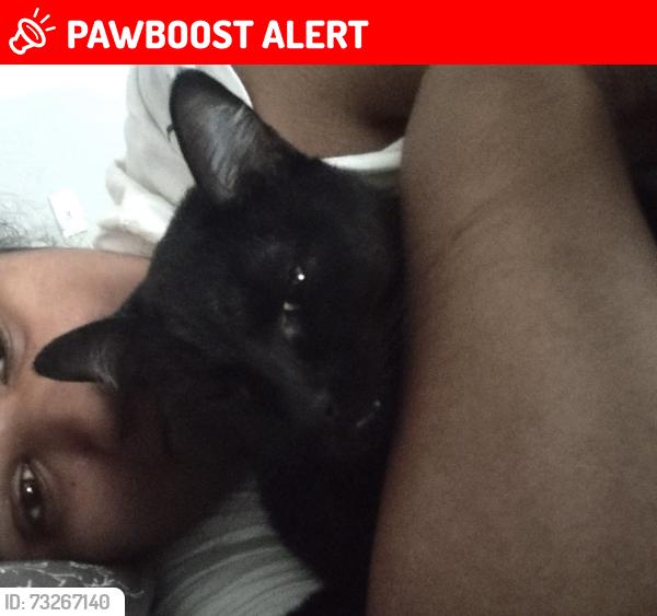 Lost Male Cat last seen Yarmouth and Harwick Lane, North Richland Hills, TX 76182