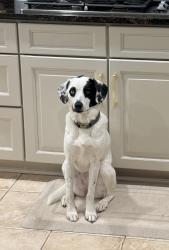 Reunited Female Dog last seen Grand valley ct, Round Hill, VA 20141