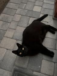 Reunited Male Cat last seen Edwards/springdale and edinger, Huntington Beach, CA 92647