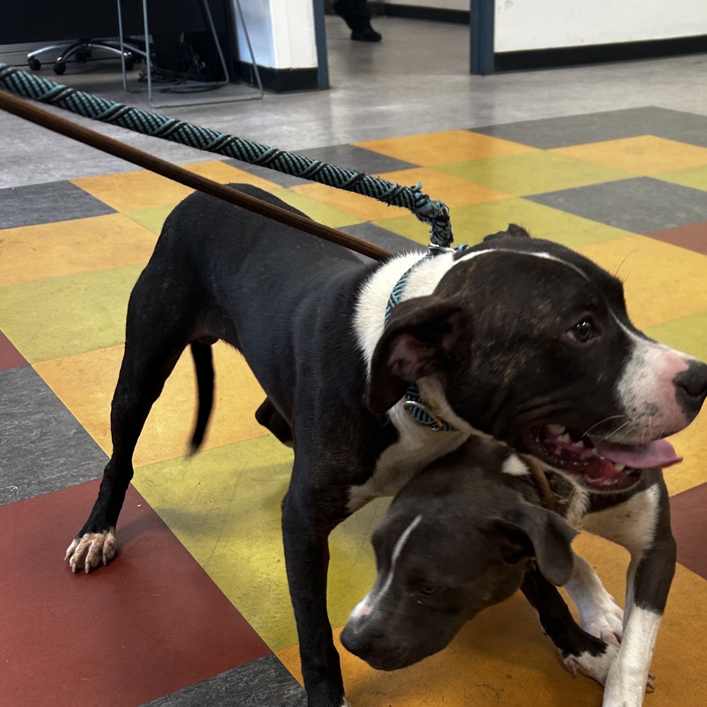 Shelter Stray Unknown Dog last seen , Animal Care & Control Team of Philly, 111 W Hunting Park Ave, Philadelphia, PA 19140, USA