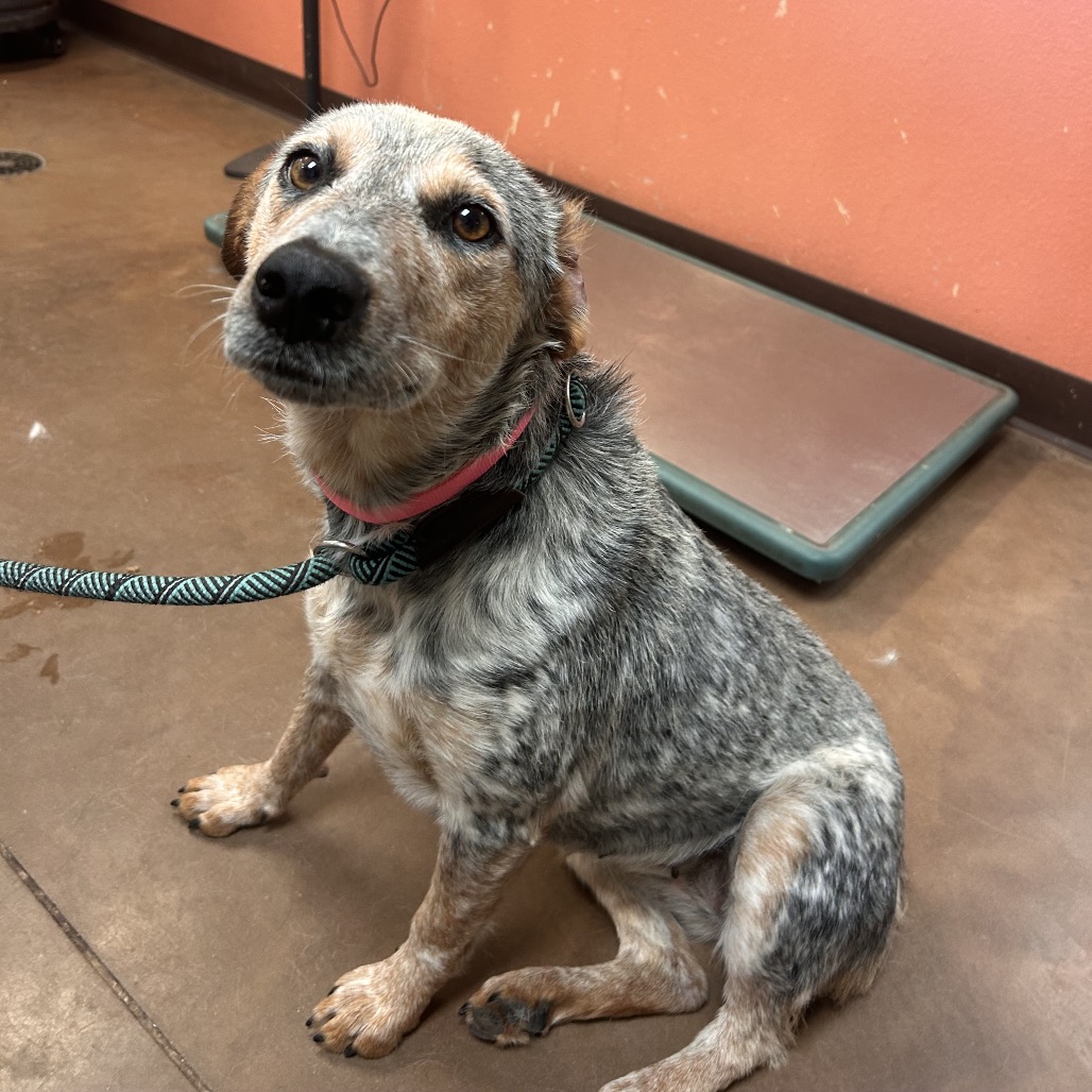 Shelter Stray Female Dog last seen , 11665 US-89, Flagstaff, AZ 86004, USA