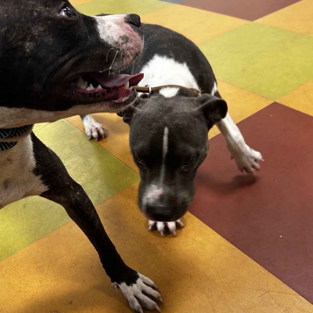 Shelter Stray Unknown Dog last seen , Animal Care & Control Team of Philly, 111 W Hunting Park Ave, Philadelphia, PA 19140, USA
