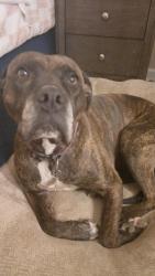 Lost Female Dog last seen Forest East Lane Randleman NC, Randolph County, NC 27317