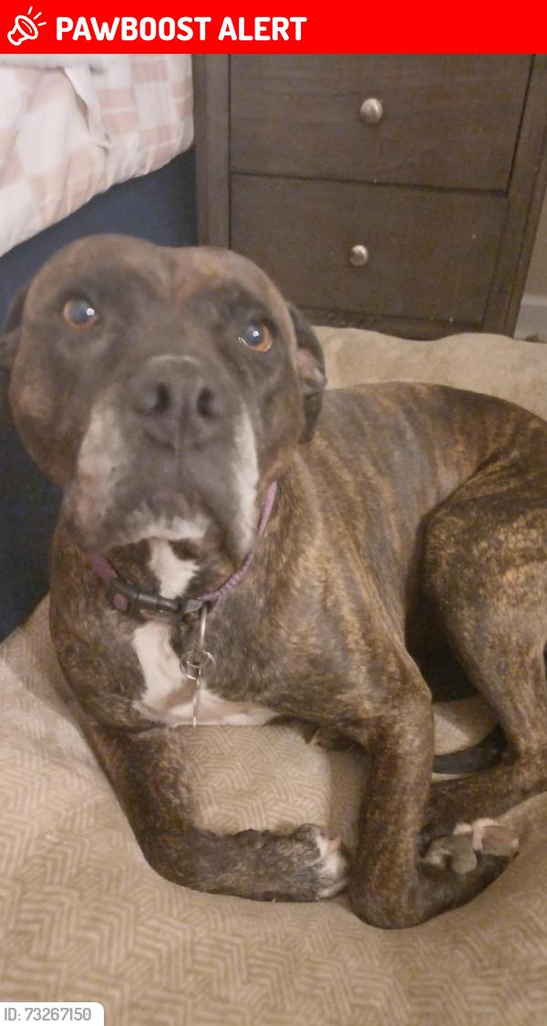 Lost Female Dog last seen Forest East Lane Randleman NC, Randolph County, NC 27317