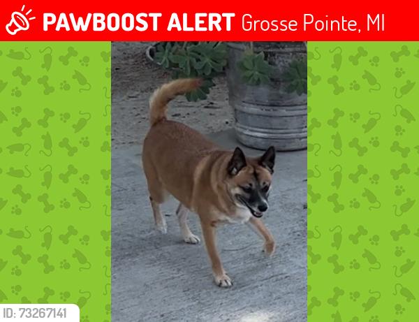 Lost Female Dog last seen Grosse Point And Brandywine Dr SunCity, Grosse Pointe, MI 48230