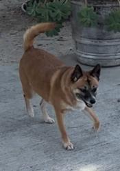 Lost Female Dog last seen Grosse Point And Brandywine Dr SunCity, Grosse Pointe, MI 48230
