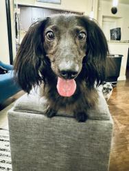 Lost Male Dog last seen 15th St and Dobson, Tempe, AZ 85281