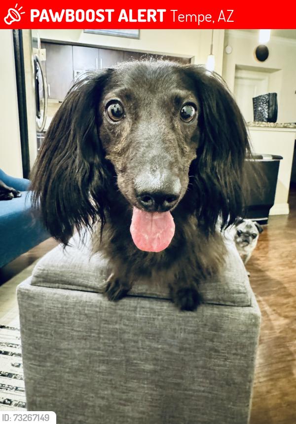 Lost Male Dog last seen 15th St and Dobson, Tempe, AZ 85281