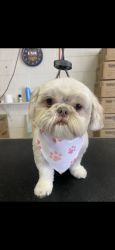 Lost Female Dog last seen Wadsworth and 4th, Lakewood, CO 80226