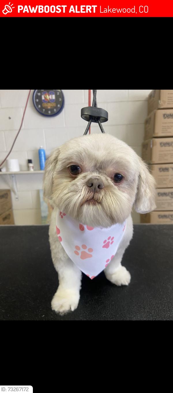 Lost Female Dog last seen Wadsworth and 4th, Lakewood, CO 80226