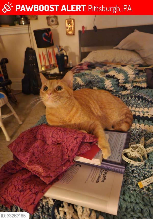 Lost Male Cat last seen north negley and wellsley, Pittsburgh, PA 15206