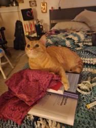 Lost Male Cat last seen north negley and wellsley, Pittsburgh, PA 15206