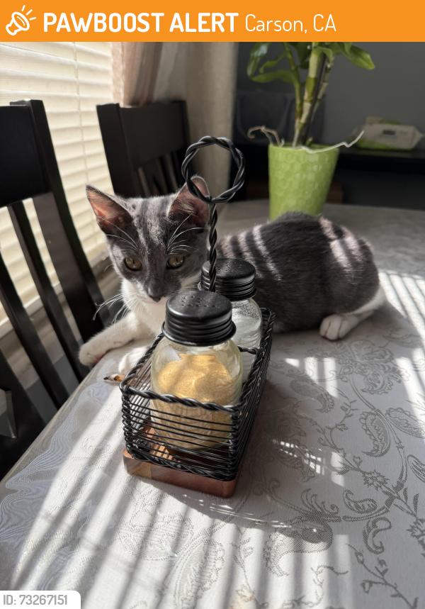 Found/Stray Male Cat last seen Cinemark Carson California parking lot, Carson, CA 90745