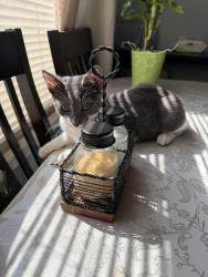 Found/Stray Male Cat last seen Cinemark Carson California parking lot, Carson, CA 90745