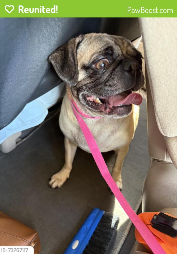 Reunited Male Dog last seen Basswood Blvd, Fort Worth, TX, USA, Fort Worth, TX 76137