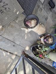 Reunited Male Dog last seen Antoine & Suttonford, Houston, TX 77066