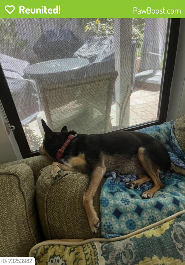 Reunited Female Dog last seen Beechnut and Fondren, Houston, TX 77074