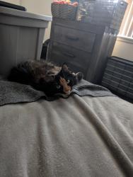 Lost Female Cat last seen Allen Rd., Brownstown Township, MI 48193