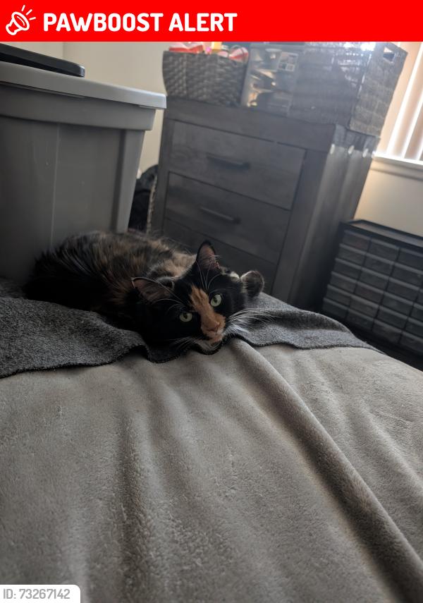 Lost Female Cat last seen Allen Rd., Brownstown Township, MI 48193
