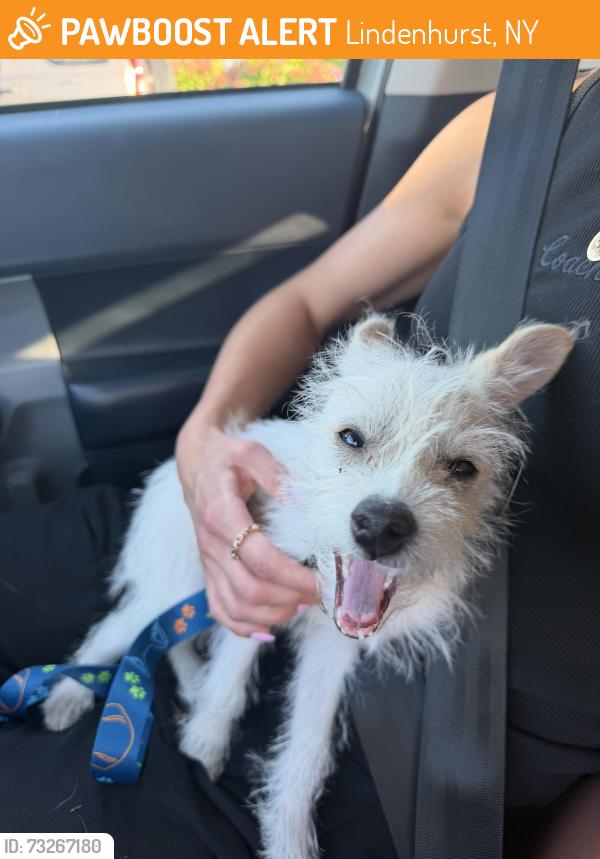 Found/Stray Female Dog last seen Montauk hwy, Lindenhurst, NY 11757