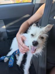 Found/Stray Female Dog last seen Montauk hwy, Lindenhurst, NY 11757