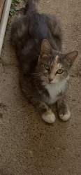 Found/Stray Unknown Cat last seen Mirage Lane/Spanish Trail Cordova TN, Memphis, TN 38018
